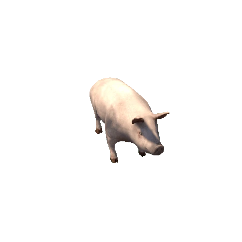 pig