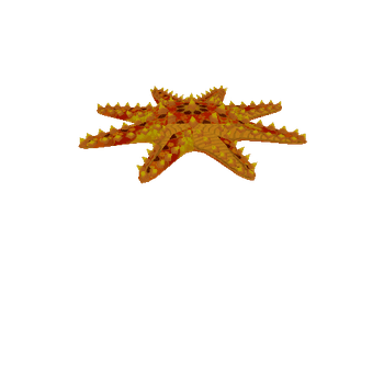 Crown_Starfish_Yellow