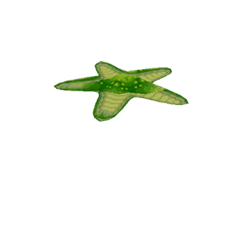 Starfish_Green_Move