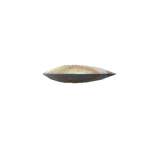 SeaShell-15