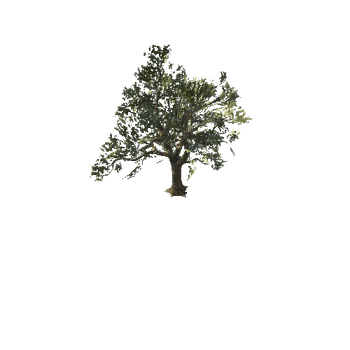 tree_oak_summer