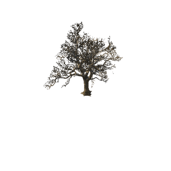 tree_oak_winter
