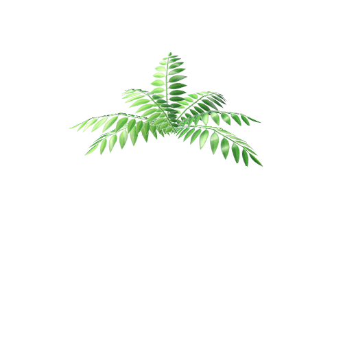 BushFern