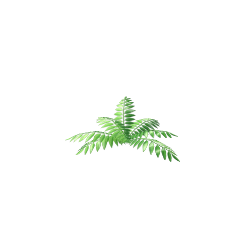 BushFern