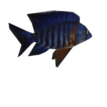 Fish_Anim2_1