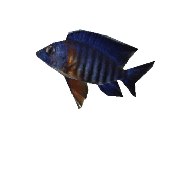 Fish_Anim3_1