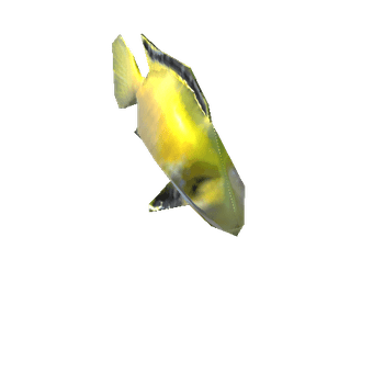 aquarium_fish_05