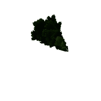 Tree_fir_01_01