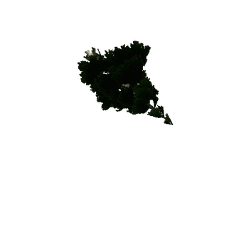 Tree_fir_02_01