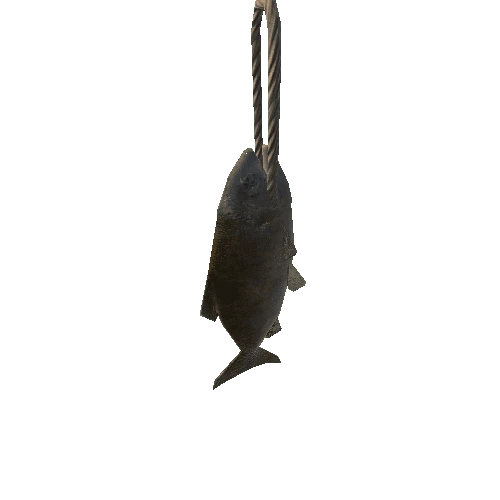 CAMP_fish_hanging_A