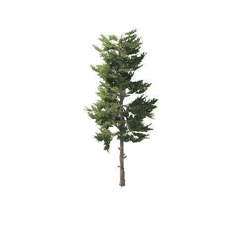 Conifer_Desktop