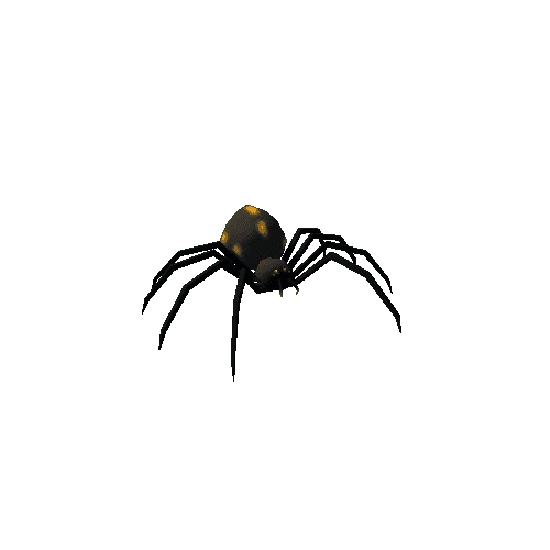 spider