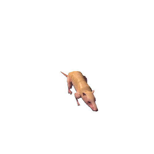 hairless_rat_LOD0