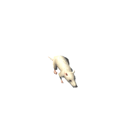 white_rat_LOD1