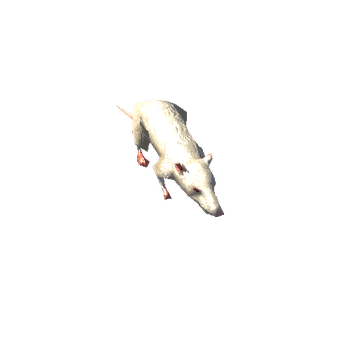 white_rat_LOD2