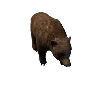 bear_anim_fbx_Prefab