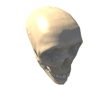 skull_and_jaw