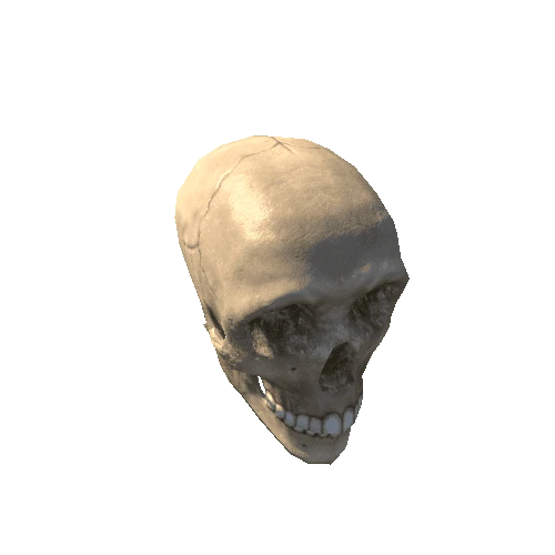 skull_and_jaw_dirty