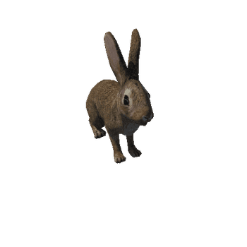 rabbit_anim_fbx_Prefab