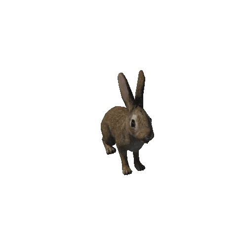 rabbit_anim_fbx_Prefab