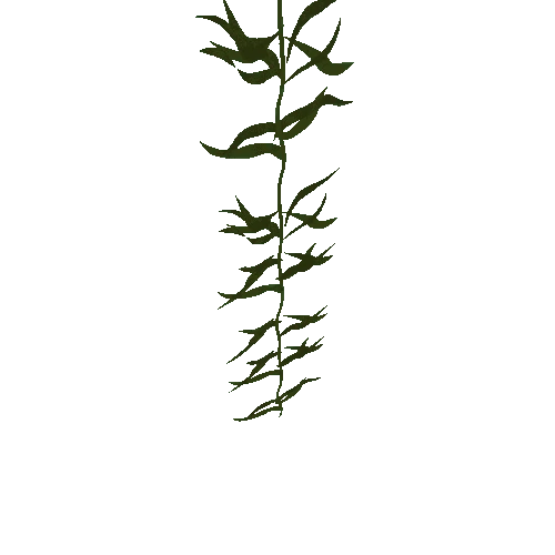 PA_SeaWeedKelpSmallest