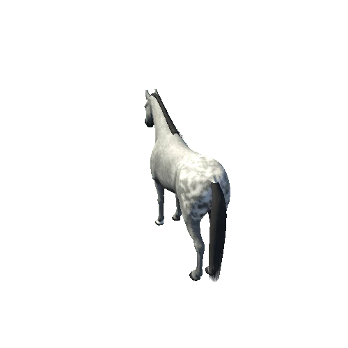 Horse_Grey_High