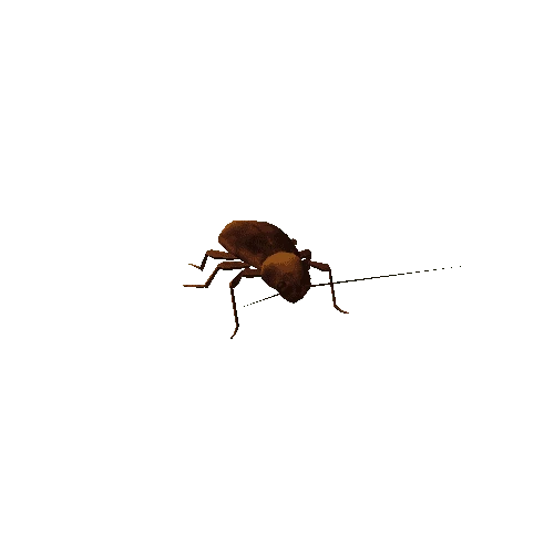 cockroach_anim_fbx_Prefab