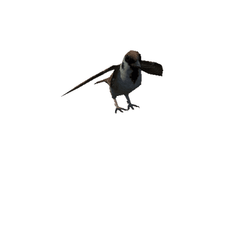 sparrow_anim_fbx_Prefab