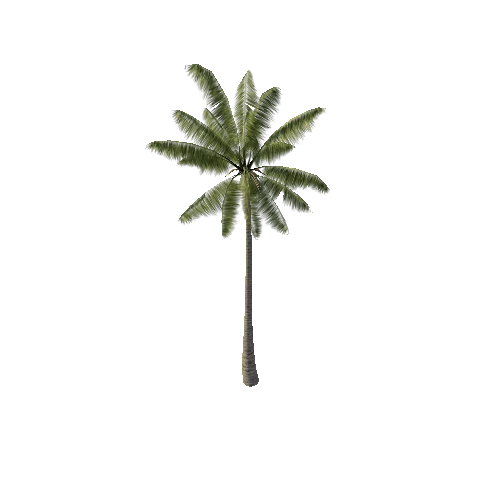 Palm_Tree_A