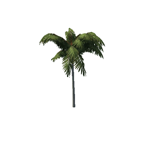 Palm_Tree_B