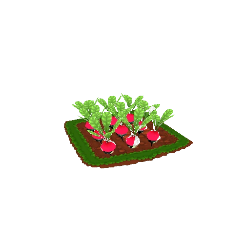 Field_02(Radish)