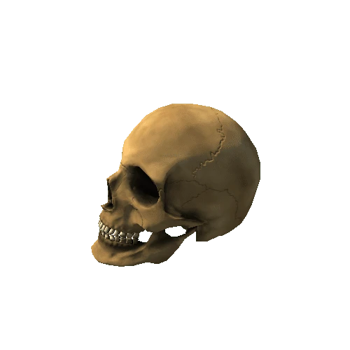 Skull_pref