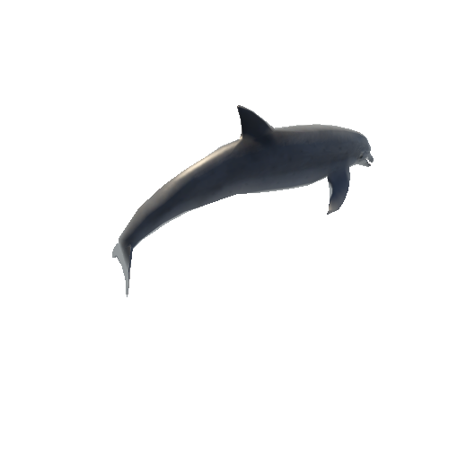 Dolphin