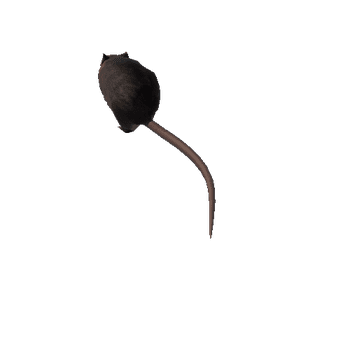 Rat_Animated