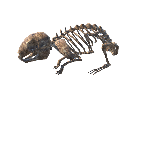 Rabbit_skeleton