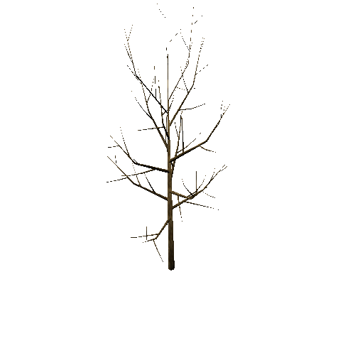 Bare_Tree_1A