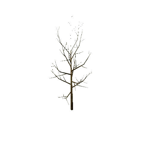 Bare_Tree_1A