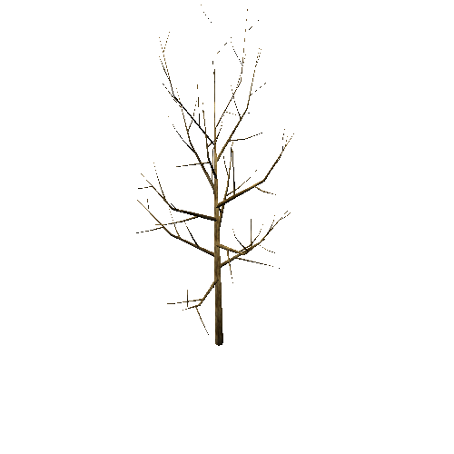 Bare_Tree_1A2