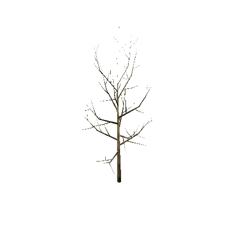 Bare_Tree_1A3