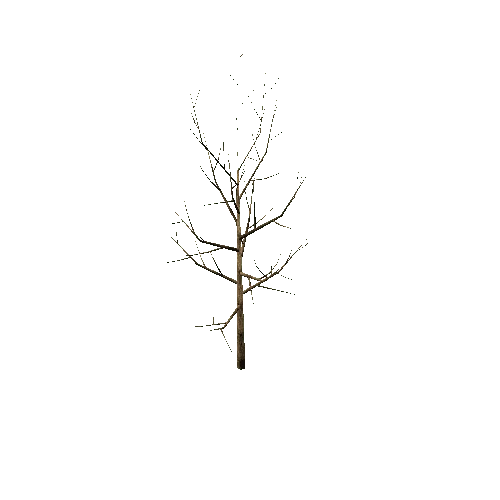 Bare_Tree_1A4