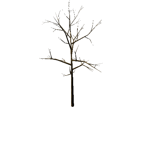 Bare_Tree_1B