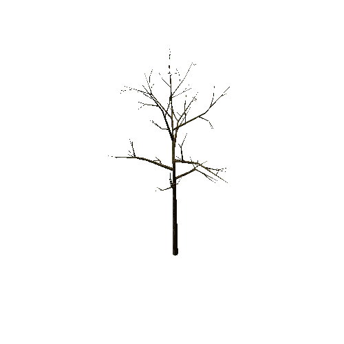 Bare_Tree_1B