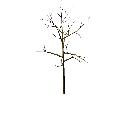 Bare_Tree_1B2