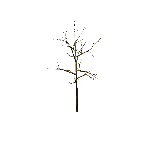 Bare_Tree_1B2