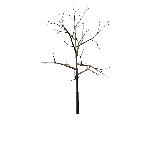 Bare_Tree_1B3