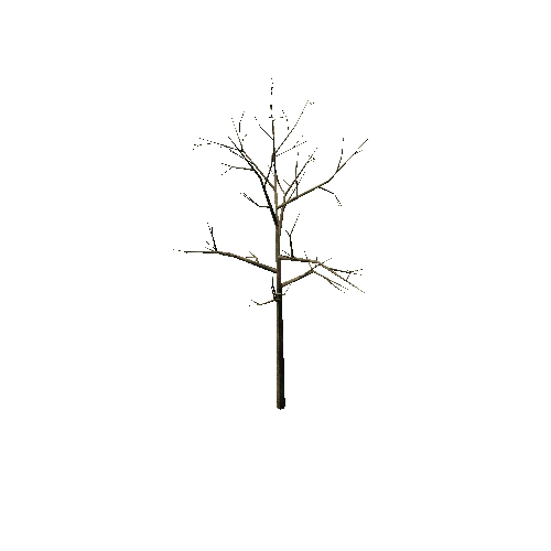 Bare_Tree_1B3