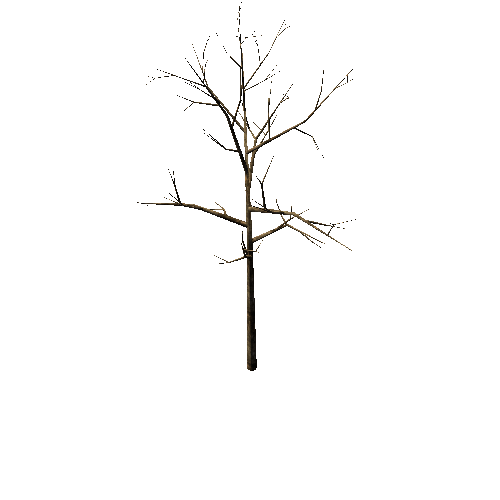 Bare_Tree_1B4