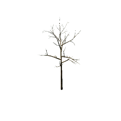 Bare_Tree_1B4