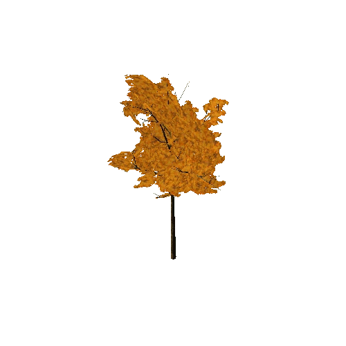 Full_Tree_1B(Autumn)