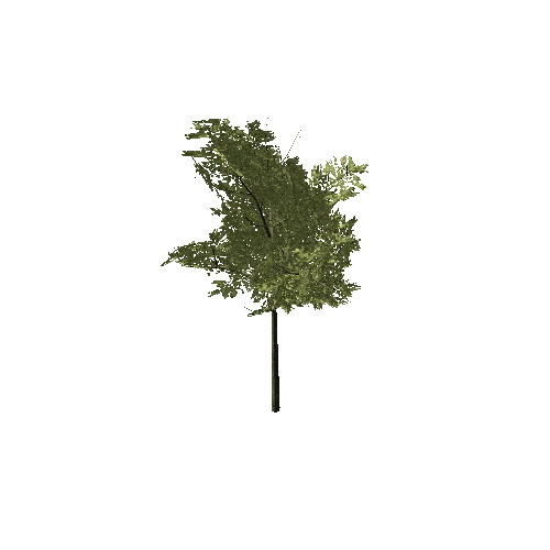 Full_Tree_1B2